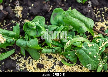 Millet to protect against ants and aphids affected by diseased spinach. Stock Photo