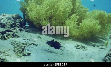 Blue White-barred Goby (Amblygobius phalaena) (Amblygobius Semicinctus) swims near Soft coral Yellow Broccoli (Litophyton arboreum) on sandy seabed Stock Photo