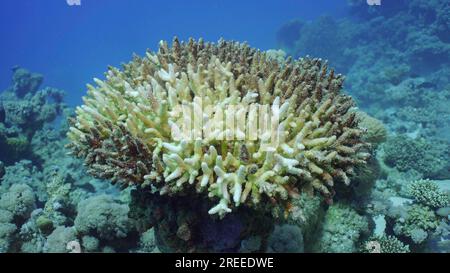 Bleached Table Coral Acropora. Bleaching and death of corals from excessive seawater heating due to climate change and global warming. Decolored Stock Photo