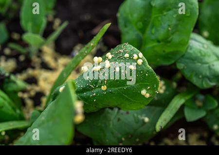 Millet to protect against ants and aphids affected by diseased spinach. Stock Photo