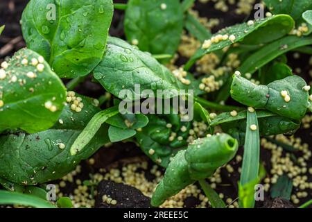 Millet to protect against ants and aphids affected by diseased spinach. Stock Photo