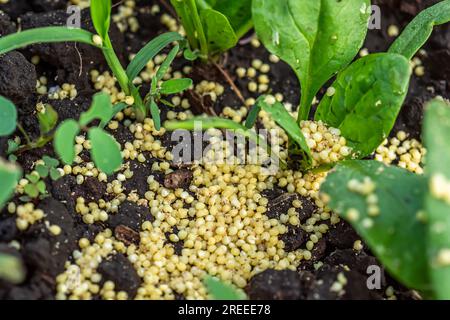 Millet to protect against ants and aphids affected by diseased spinach. Stock Photo