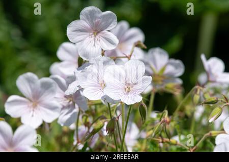 Close up of Clarkes geranium (geranium clarkei) flowers in bloom Stock Photo