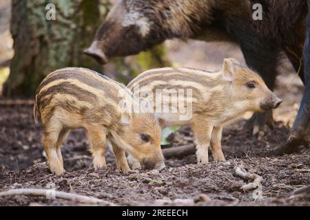 Wild boar (Sus scrofa) squeakers in a forest, Bavaria, Germany Europe Stock Photo