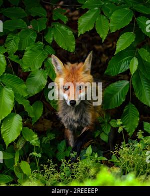 An urban red Fox emerges from the summer green foliage. Stock Photo