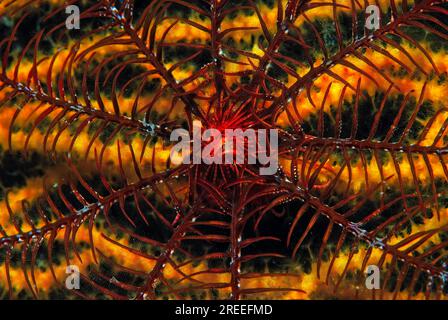 Mediterranean feather star on colour-changing gorgonian (Antedon Mediterranea Paramuricea clavata), Corsica, Mediterranean Sea Stock Photo