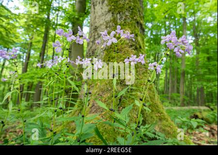 Large-flowered bittercress (Cardamine bulbifera), flowering, Hainich National Park, Thuringia, Germany Stock Photo