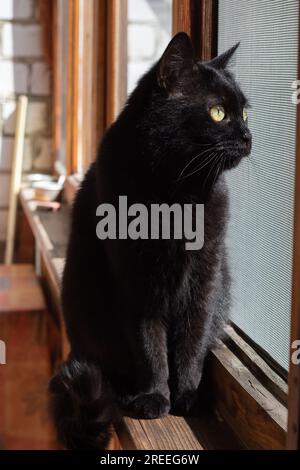 photo of a black domestic cat looking out the window close-up Stock Photo