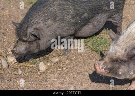 Pot-bellied pigs (Sus scrofa domesticus), Mecklenburg-Vorpommern, Germany Stock Photo