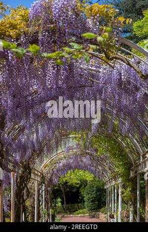 Flowering chinese wisteria (Wisteria sinensis) in an arbour in the city garden of Emmendingen, Baden-Wuerttemberg, Germany Stock Photo