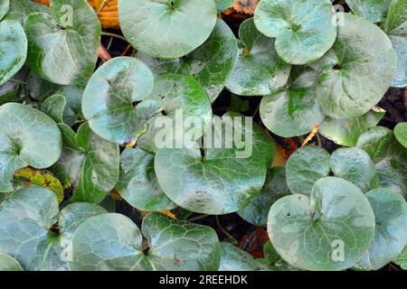 Asarum europaeum grows in the forest in the wild Stock Photo