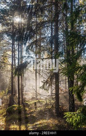 Spruce forest with fog and sunbeams through the branches in autumn Stock Photo