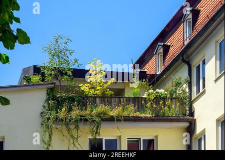 Green balcony, Kempten, Allgaeu, Bavaria, Germany Stock Photo