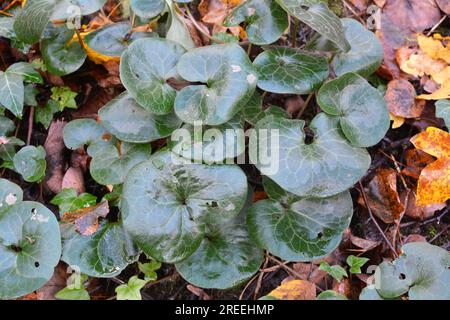 Asarum europaeum grows in the forest in the wild Stock Photo