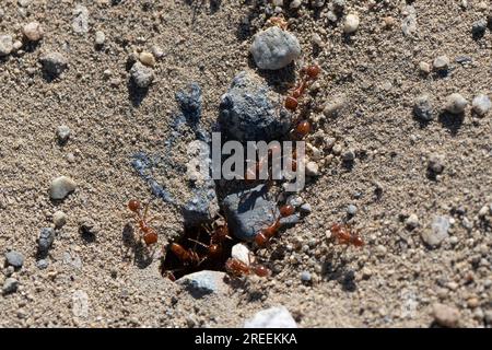 Culver City, California, USA. 19th Apr, 2023. A Red Imported Fire Ants nest at Baldwin Hills Scenic Overlook. (Credit Image: © Taidgh Barron/ZUMA Press Wire) EDITORIAL USAGE ONLY! Not for Commercial USAGE! Stock Photo