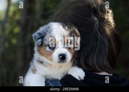 Beautiful juvenile male Blue Merle Australian Shepherd puppy being held over the shoulder of a young teen. Stock Photo