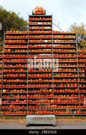 Hundreds of carved Halloween pumpkins stand on a scaffold in a town center at an autumn  festival in Keene New Hampshire on a fall day Stock Photo