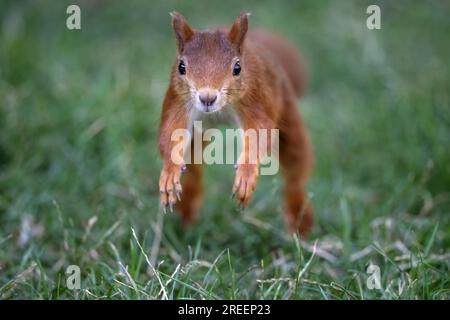 Eurasian red squirrel (Sciurus vulgaris), jumping in a meadow, jumping, Stuttgart, Baden-Wuerttemberg, Germany Stock Photo