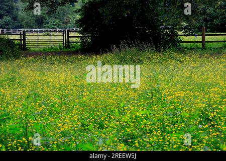 Buttercup meadow, Pontcanna Fields, Cardiff.   July 2023. Stock Photo