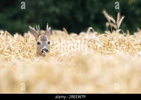 Doe (Capreolus capreolus) in a grain field, Hesse, Germany Stock Photo