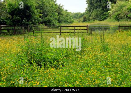 Buttercup meadow, Pontcanna Fields, Cardiff.   July 2023. Stock Photo