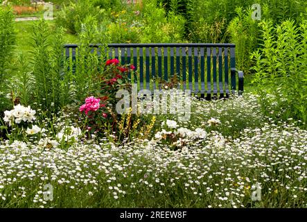 Delicate daisies and roses surround a park bench at Washington Park, in Denver, Colorado in the Summertime. Stock Photo