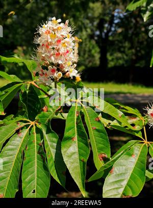 Sweet Chestnut flower, (castanea sativa). Taken summer - July Stock Photo