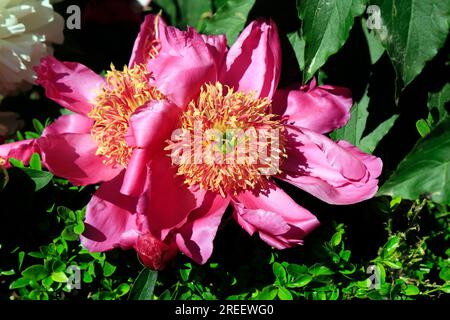 Pink peony, Cardiff. Taken summer - July Stock Photo