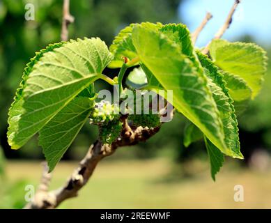 Black mulberry tree with young berries. St Fagans National History Museum. Summer 2022. August. morus nigra. Stock Photo