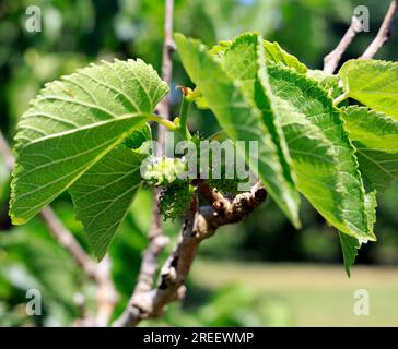 Black mulberry tree with young berries. St Fagans National History Museum. Summer 2022. August. morus nigra. Stock Photo