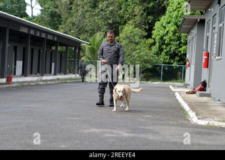 salvador, bahia, brazil - may 5, 2023: Labrador breed dog used to sniff out drugs and explosives in police work by the Military Police of Bahia. Stock Photo