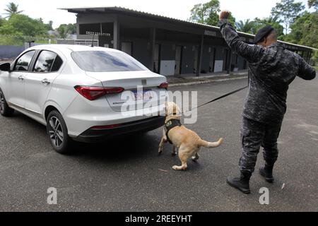 salvador, bahia, brazil - may 5, 2023: Labrador breed dog used to sniff out drugs and explosives in police work by the Military Police of Bahia. Stock Photo