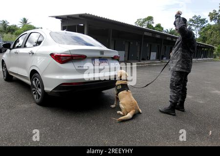 salvador, bahia, brazil - may 5, 2023: Labrador breed dog used to sniff out drugs and explosives in police work by the Military Police of Bahia. Stock Photo