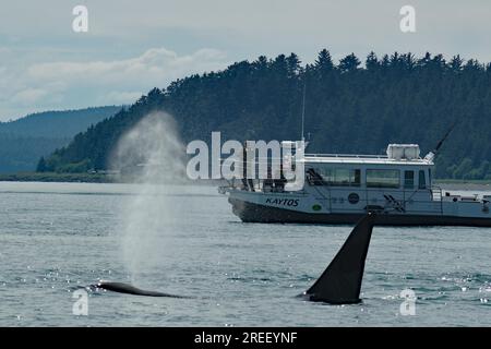 Fluke of an orca in front of a small tourist boat, Whale watching, Inside Passage, Juneau, Alaska, USA Stock Photo