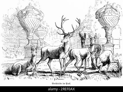 Several noble stags in a park, fallow deer, antlers, roe deer, stag, castle, Hubertus hunt, hunting scenes, wild animals, nature, historical Stock Photo