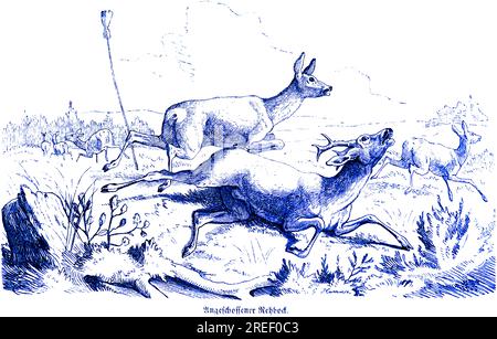 Shot roebuck, Hubertus hunting and hunting scenes, wild animals, landscape, antlers, rush, run, pursue, fields, Schmwerz, shoot, historical Stock Photo