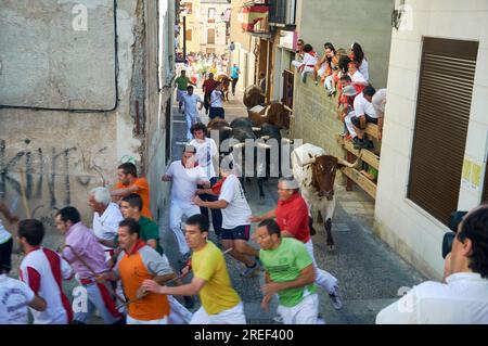 A thrilling photo capturing the excitement as people run ahead of the bulls in Brihuega's traditional encierro Stock Photo