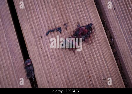 Half eaten mouse on wooden floor. Head and body separated by cat. Stock Photo