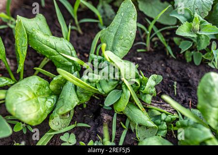 damaged spinach leaves in an organic garden bed. The infestation by pests results in leaf deformation and the appearance of spots on the leaves. Stock Photo