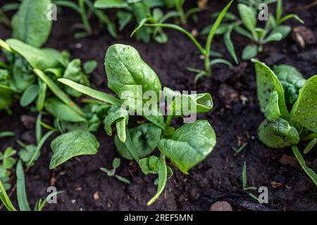 damaged spinach leaves in an organic garden bed. The infestation by pests results in leaf deformation and the appearance of spots on the leaves. Stock Photo
