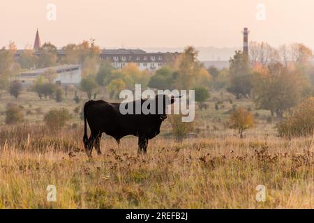 Auroch (Bos primigenius) in Milovice Nature Reserve, Czech Republic Stock Photo