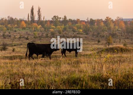 Aurochs (Bos primigenius) in Milovice Nature Reserve, Czech Republic Stock Photo