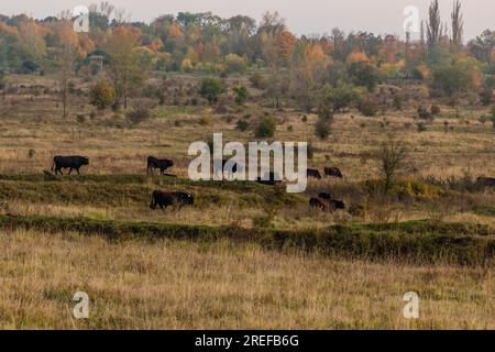 Aurochs (Bos primigenius) in Milovice Nature Reserve, Czech Republic Stock Photo