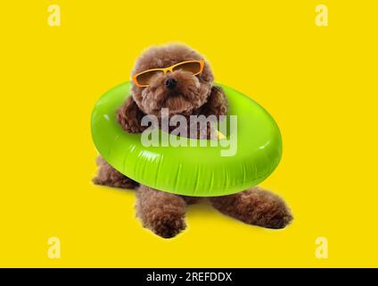 Cute Maltipoo dog with stylish sunglasses and swim ring lying on yellow background Stock Photo