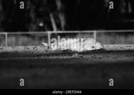 sleeping Kangaroo in the middle of the day. Stock Photo