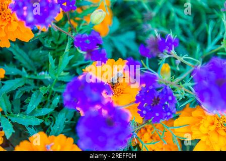 Bumblebee on flower with a colourful background, Vancouver Island Stock Photo