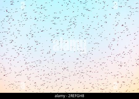 Flock of birds flying in the sky at sunset as a background Stock Photo