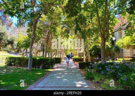 The UCLA campus with trees over a walkway and a student walking on campus Stock Photo