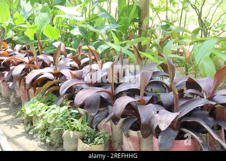 Cordyline fruticosa tree plant on farm for harvest are cash crops Stock Photo