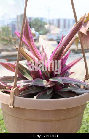 Boatlily tree plant on hanging pot in nursery for harvest are cash crops Stock Photo